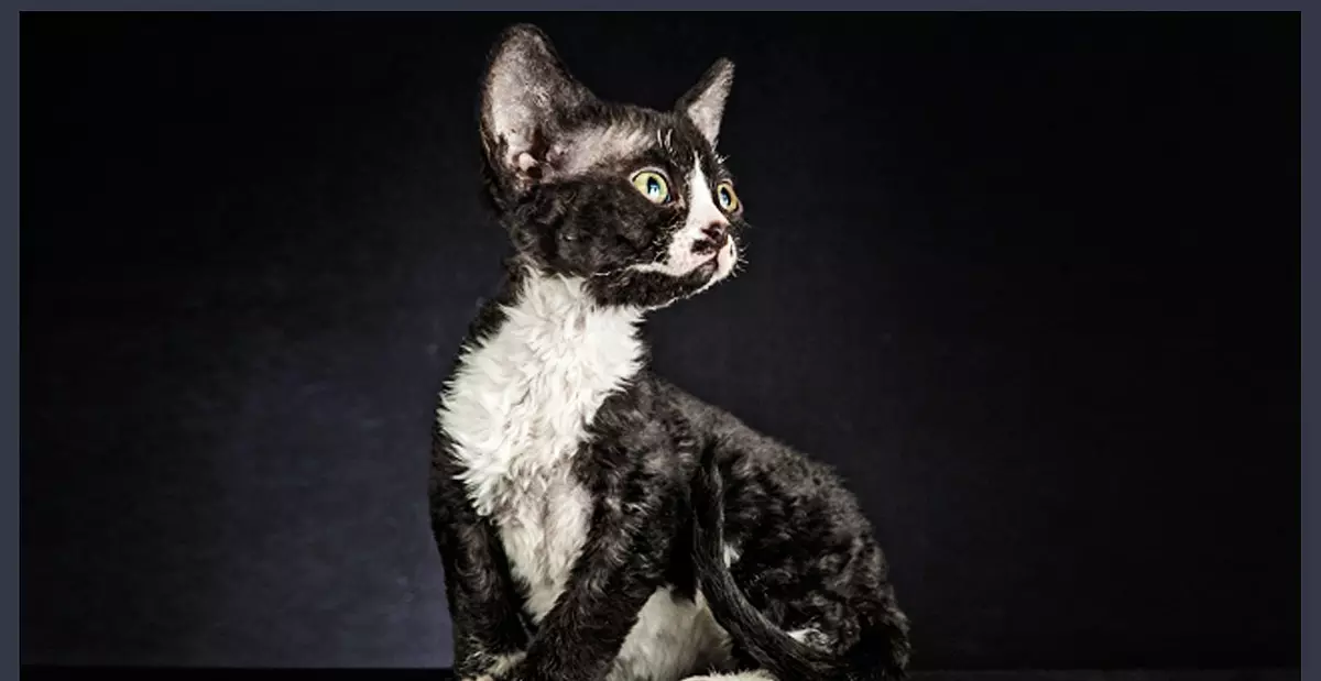 Devon Rex (105 zdjęć): opis i cechy charakteru kocięta. Charakterystyka kotów czarnych, czerwonych i innych kolorów. Opinie własnościowe 13165_35