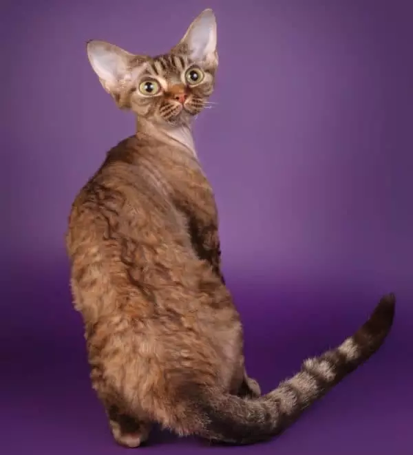 Девон Рекс (105 сурет): котяттардың сипаттамасы және ерекшеліктері. Қара, қызыл және басқа түс мысықтарының сипаттамасы. Меншікті шолулар 13165_37