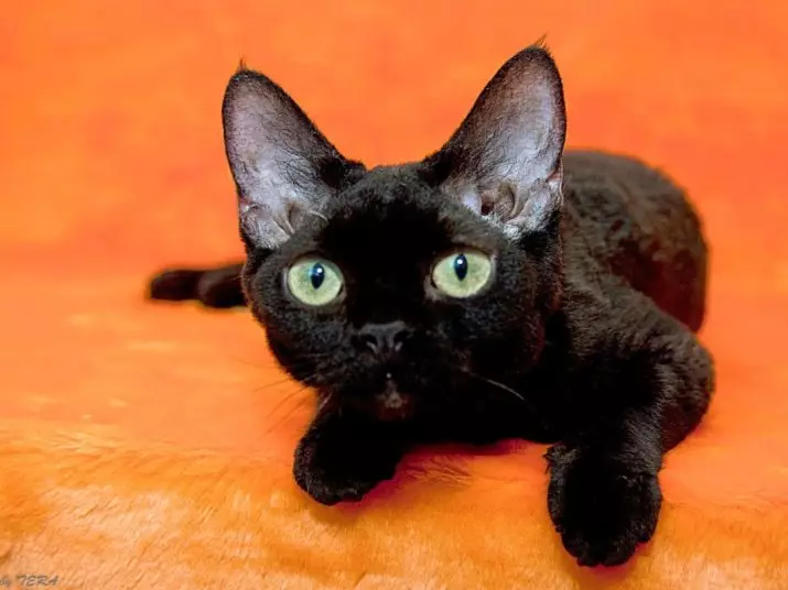 Devon REX (105 kuvaa): Kissan hahmon kuvaus ja piirteet. Musta, punainen ja muu väri kissojen ominaisuudet. Omistusarvostelut 13165_39