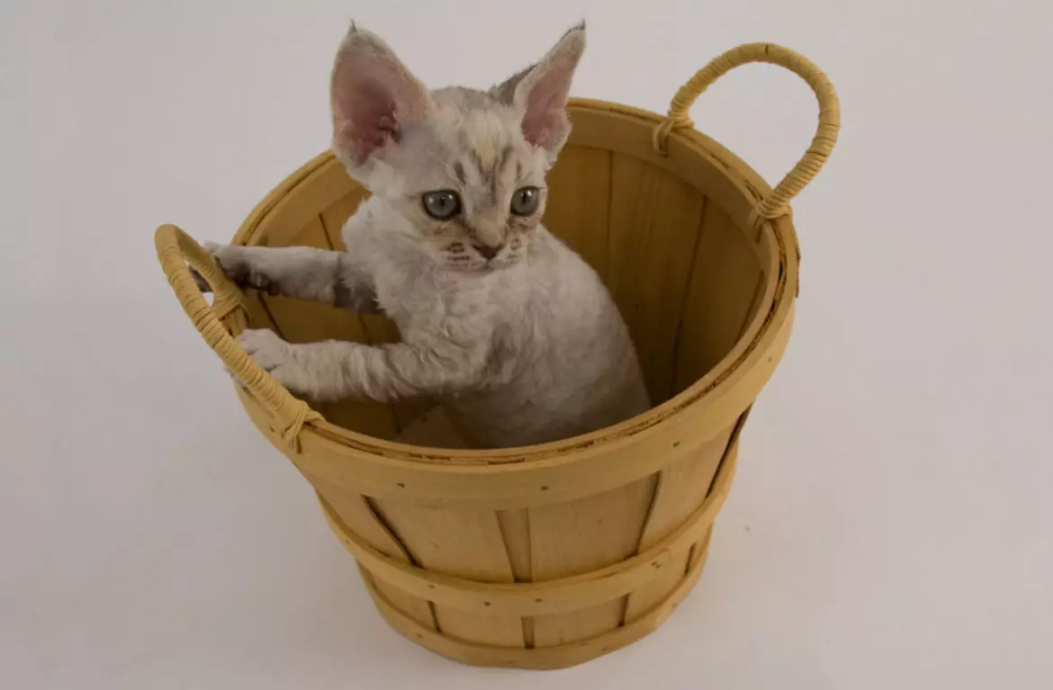 Девон Рекс (105 сурет): котяттардың сипаттамасы және ерекшеліктері. Қара, қызыл және басқа түс мысықтарының сипаттамасы. Меншікті шолулар 13165_42