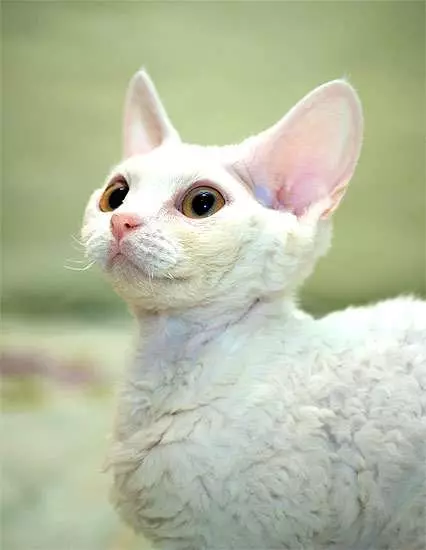 Devon Rex (105 photos): description and features of the character of kittens. Characteristics of cats of black, red and other color. Ownership reviews 13165_44