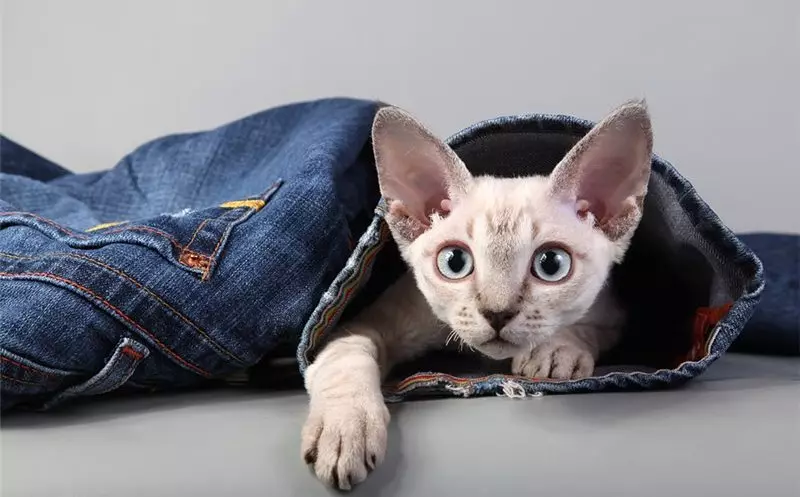 Devon Rex (105 photos): description and features of the character of kittens. Characteristics of cats of black, red and other color. Ownership reviews 13165_57