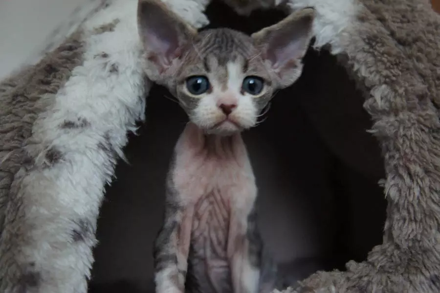 Devon Rex (105 photos): description and features of the character of kittens. Characteristics of cats of black, red and other color. Ownership reviews 13165_7