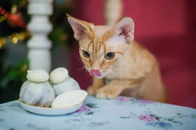Devon Rex (105 foto's): beskrywing en eienskappe van die karakter van katjies. Eienskappe van katte van swart, rooi en ander kleure. Eienaar se resensies 13165_71