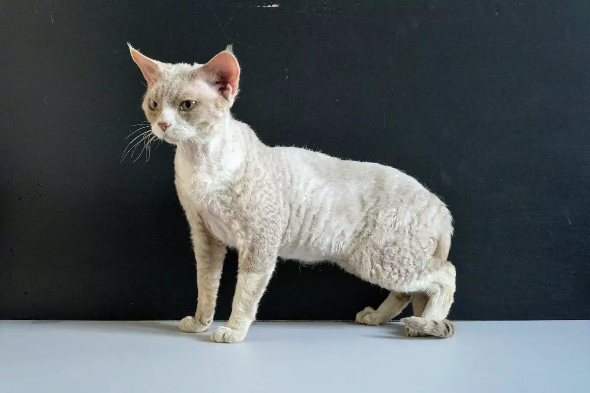 Девон Рекс (105 сурет): котяттардың сипаттамасы және ерекшеліктері. Қара, қызыл және басқа түс мысықтарының сипаттамасы. Меншікті шолулар 13165_8