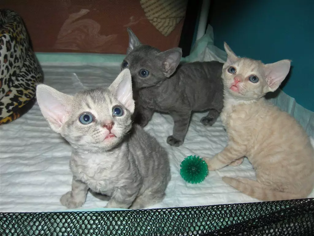 Devon Rex (105 photos): description and features of the character of kittens. Characteristics of cats of black, red and other color. Ownership reviews 13165_84