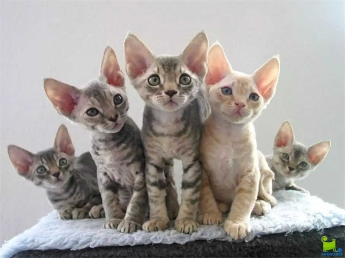 Devon Rex (105 Foto): Katrangan lan fitur saka karakter kucing. Karakteristik kucing ireng, abang lan warna liyane. Ulasan Kepemilikan 13165_85