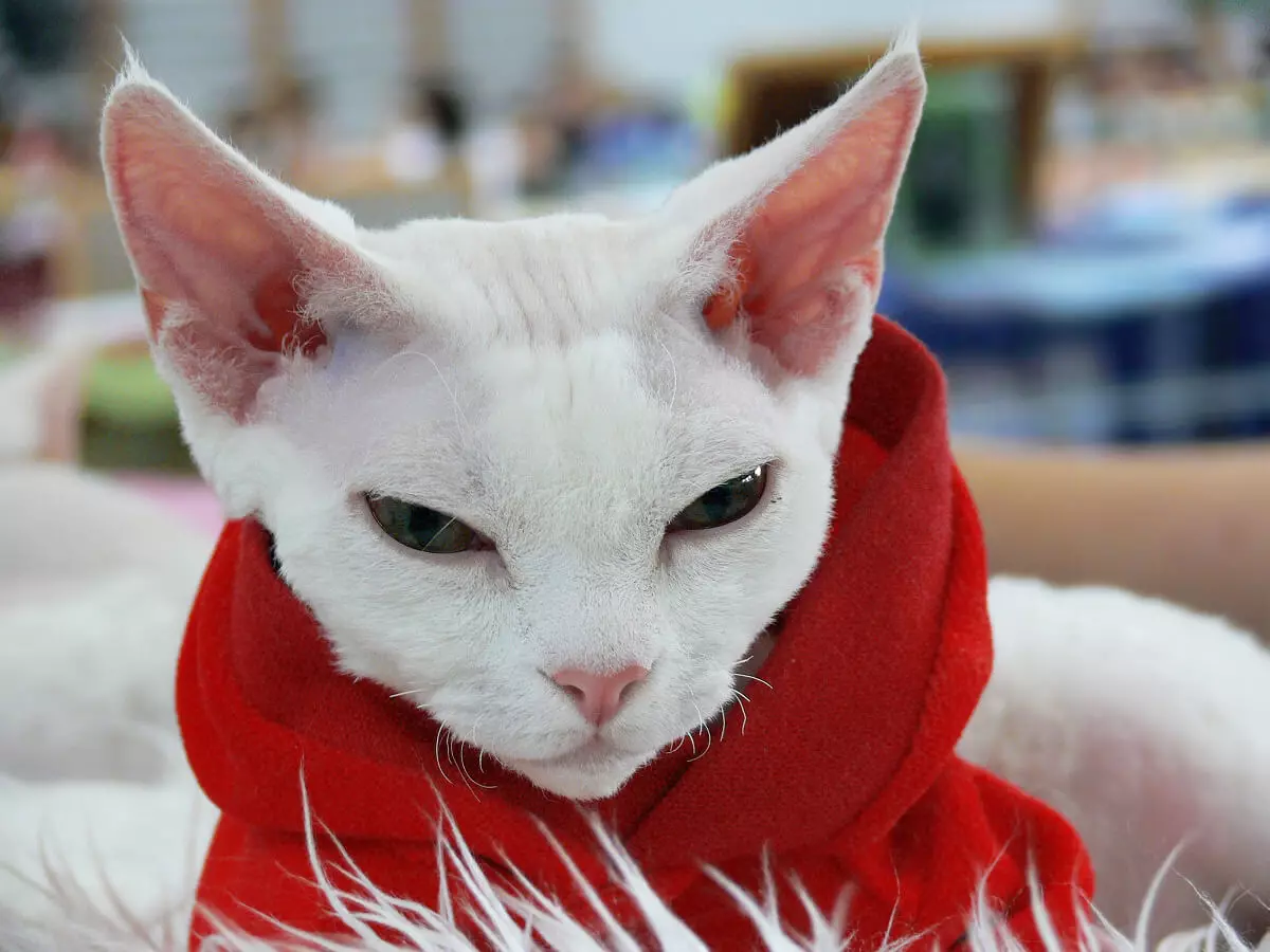 Девон Рекс (105 сурет): котяттардың сипаттамасы және ерекшеліктері. Қара, қызыл және басқа түс мысықтарының сипаттамасы. Меншікті шолулар 13165_99