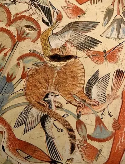 ეგვიპტური Mau (87 ფოტო): აღწერა ჯიშის, თვისებები ბუნება კატა. მახასიათებლები Smoky Kittens და სხვა ფერი კატა 13166_10