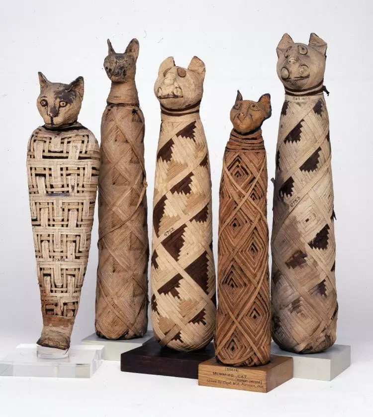 Egypt Mau (87 photos): Tsananguro yeiyo breed, chimiro chechimiro chekitsi. Hunhu hwe smoky kittens uye imwe kitsi yemavara 13166_13