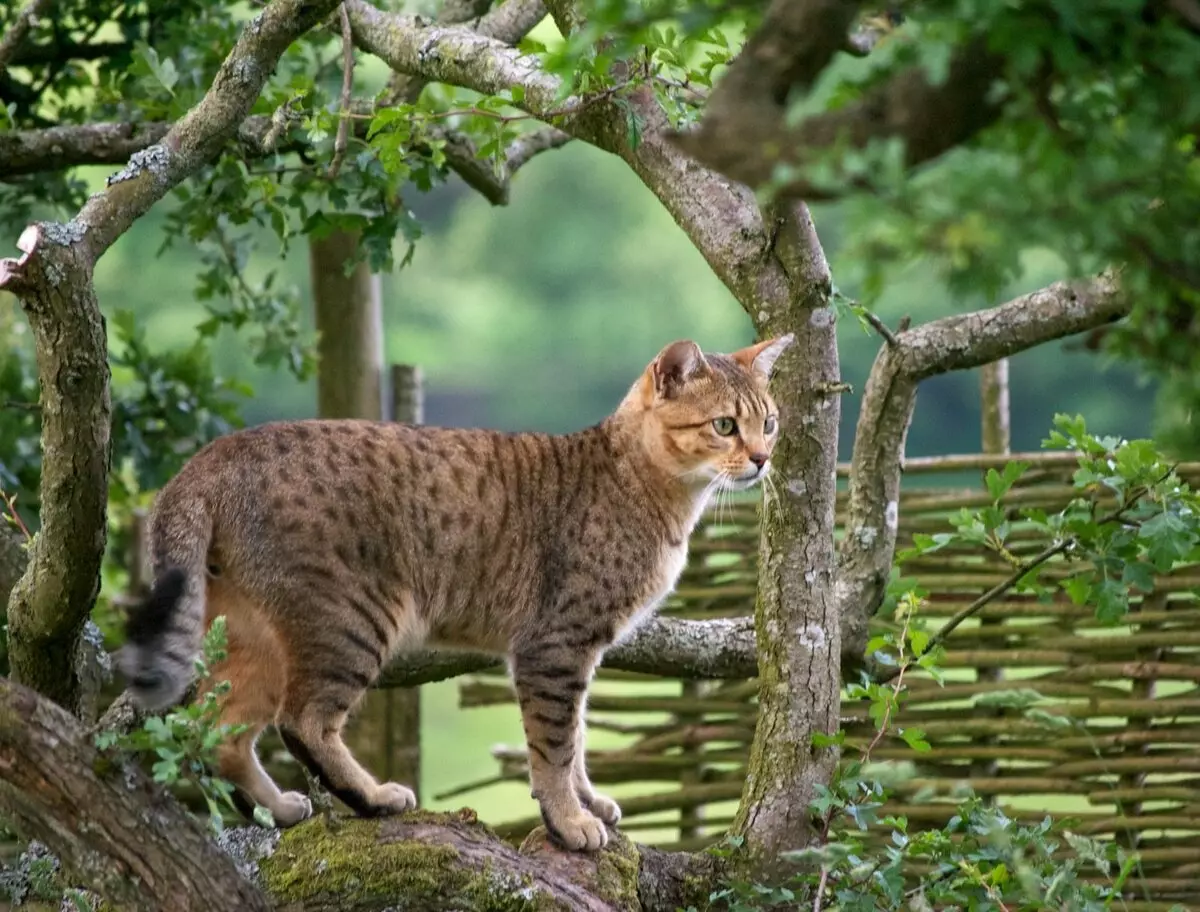 Mau (lifoto tse 87): Tlhaloso ea mofuta, likarolo tsa mofuta oa likatse. Litšobotsi tsa li-kitter tse bobebe le likatse tse ling tsa mebala 13166_16