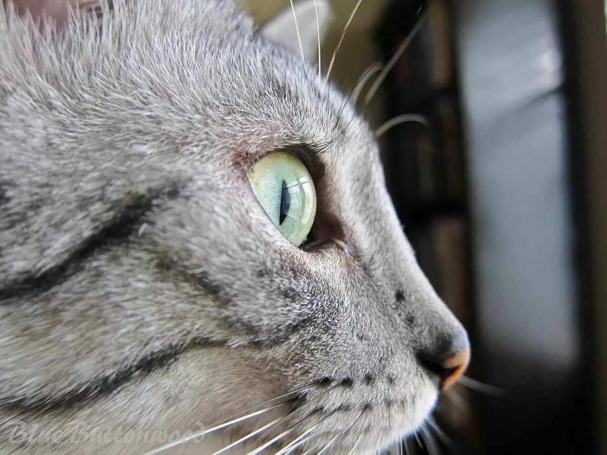 ეგვიპტური Mau (87 ფოტო): აღწერა ჯიშის, თვისებები ბუნება კატა. მახასიათებლები Smoky Kittens და სხვა ფერი კატა 13166_19