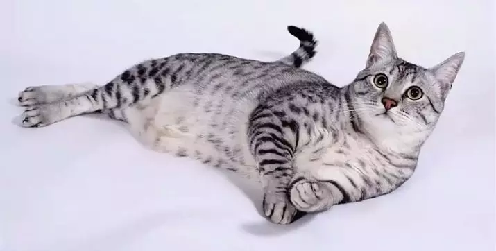 ეგვიპტური Mau (87 ფოტო): აღწერა ჯიშის, თვისებები ბუნება კატა. მახასიათებლები Smoky Kittens და სხვა ფერი კატა 13166_2