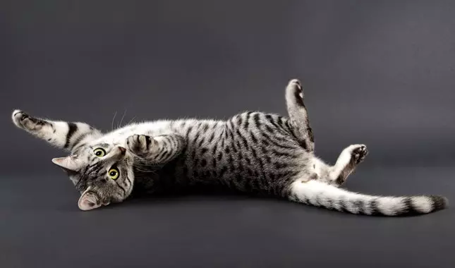 ეგვიპტური Mau (87 ფოტო): აღწერა ჯიშის, თვისებები ბუნება კატა. მახასიათებლები Smoky Kittens და სხვა ფერი კატა 13166_20