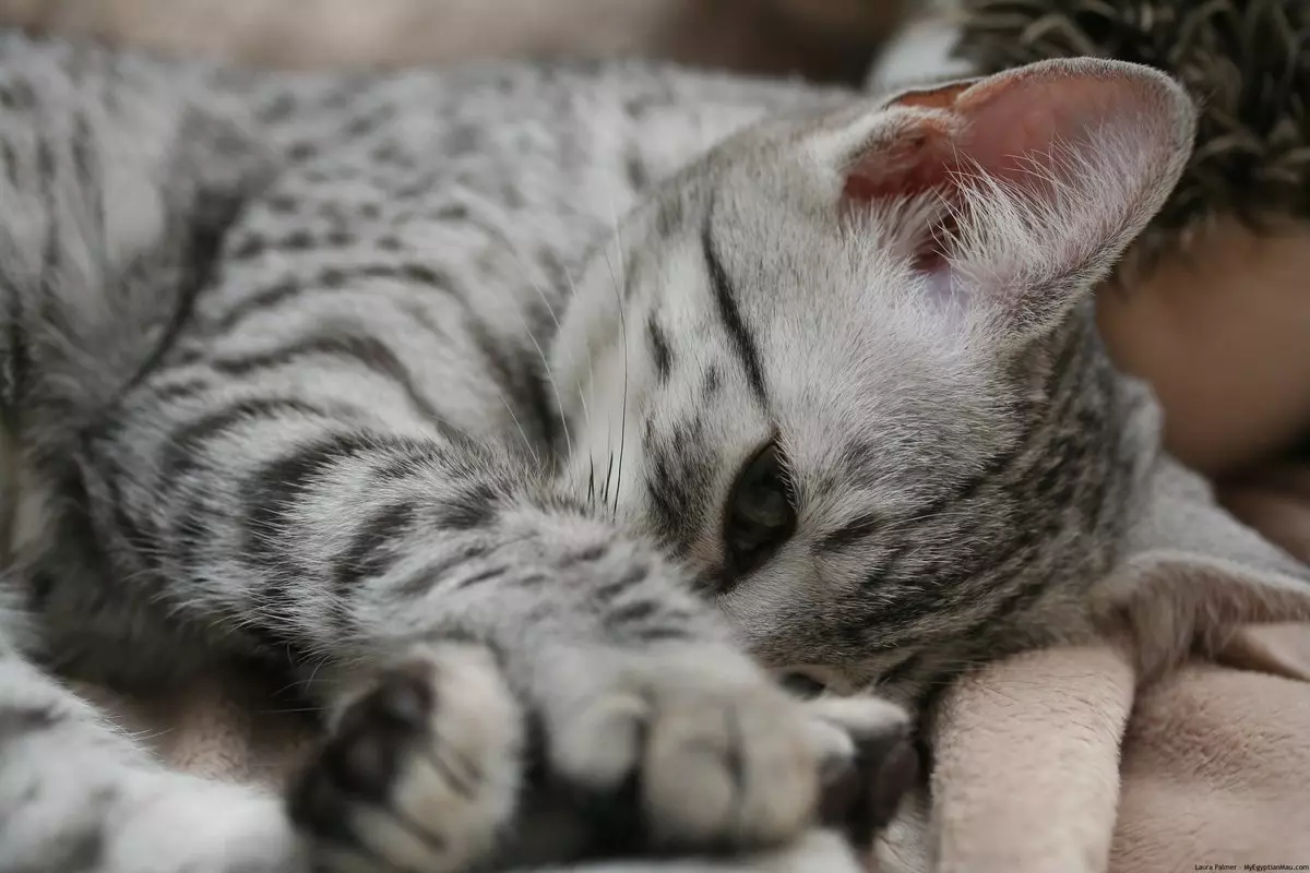 ეგვიპტური Mau (87 ფოტო): აღწერა ჯიშის, თვისებები ბუნება კატა. მახასიათებლები Smoky Kittens და სხვა ფერი კატა 13166_25