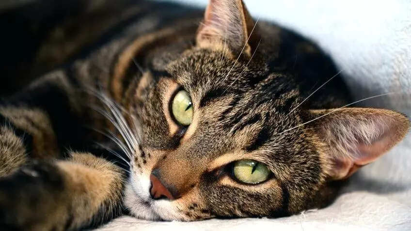 ეგვიპტური Mau (87 ფოტო): აღწერა ჯიშის, თვისებები ბუნება კატა. მახასიათებლები Smoky Kittens და სხვა ფერი კატა 13166_26