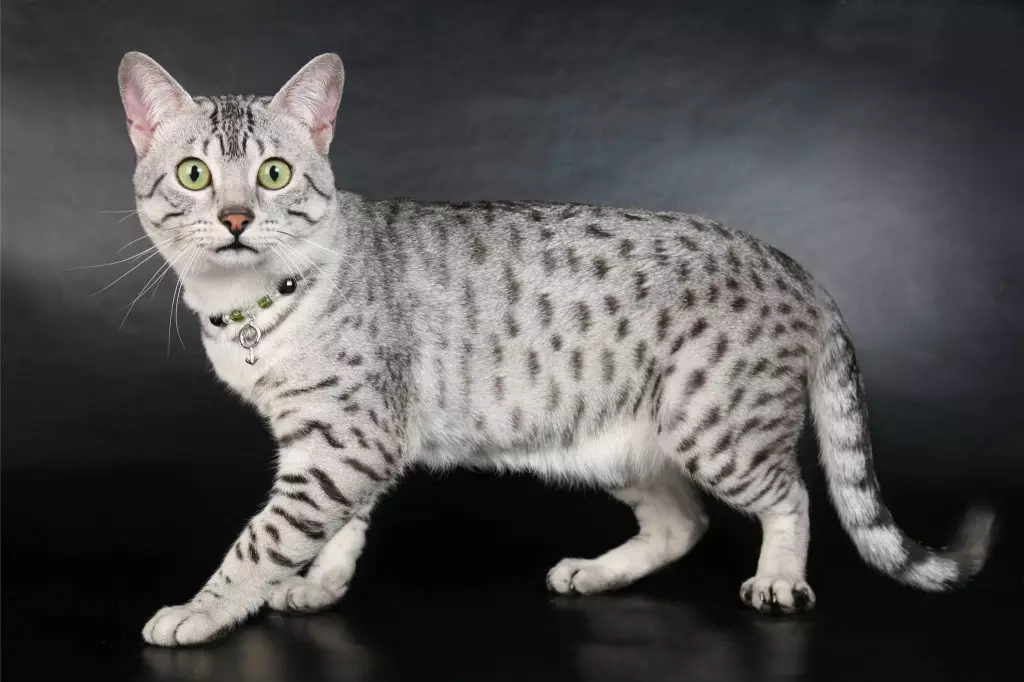 Egipatski MAU (87 fotografija): Opis pasmine, karakteristike prirode mačaka. Karakteristike dimnih mačića i drugih mačaka u boji 13166_32