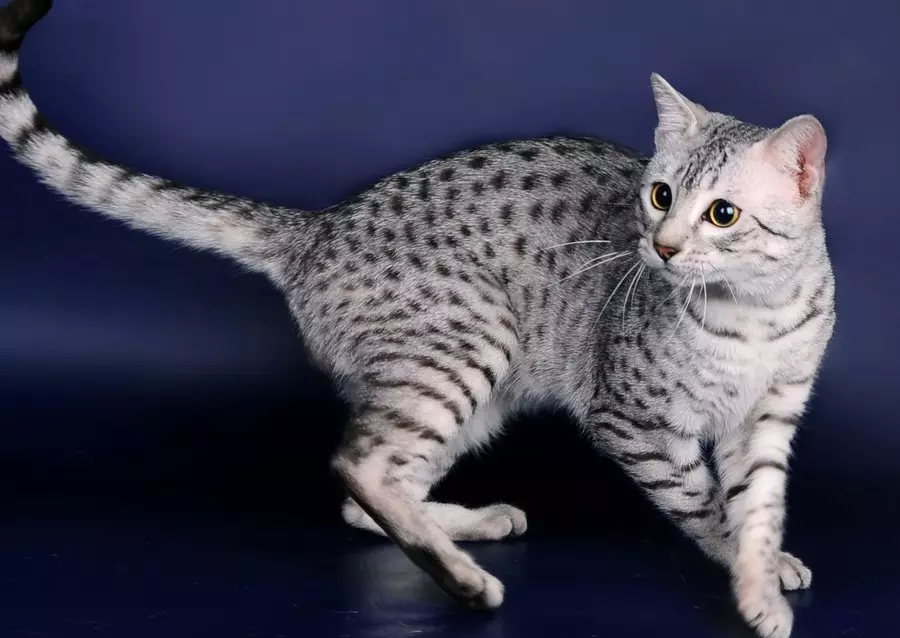 Egypt Mau (87 photos): Tsananguro yeiyo breed, chimiro chechimiro chekitsi. Hunhu hwe smoky kittens uye imwe kitsi yemavara 13166_34