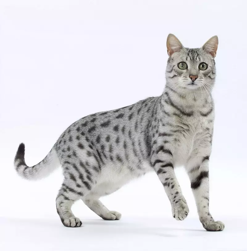 Egipatski MAU (87 fotografija): Opis pasmine, karakteristike prirode mačaka. Karakteristike dimnih mačića i drugih mačaka u boji 13166_35