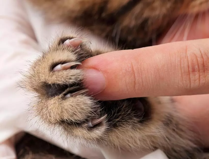 Mau (lifoto tse 87): Tlhaloso ea mofuta, likarolo tsa mofuta oa likatse. Litšobotsi tsa li-kitter tse bobebe le likatse tse ling tsa mebala 13166_40