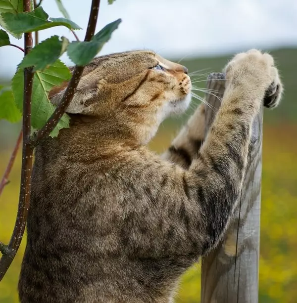 Mau (lifoto tse 87): Tlhaloso ea mofuta, likarolo tsa mofuta oa likatse. Litšobotsi tsa li-kitter tse bobebe le likatse tse ling tsa mebala 13166_63