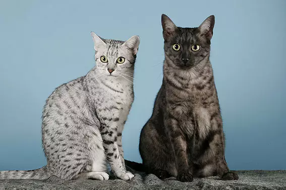 ეგვიპტური Mau (87 ფოტო): აღწერა ჯიშის, თვისებები ბუნება კატა. მახასიათებლები Smoky Kittens და სხვა ფერი კატა 13166_64