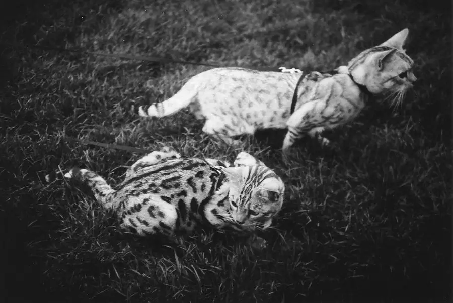 ეგვიპტური Mau (87 ფოტო): აღწერა ჯიშის, თვისებები ბუნება კატა. მახასიათებლები Smoky Kittens და სხვა ფერი კატა 13166_68