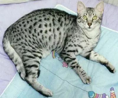 Egypt Mau (87 photos): Tsananguro yeiyo breed, chimiro chechimiro chekitsi. Hunhu hwe smoky kittens uye imwe kitsi yemavara 13166_70