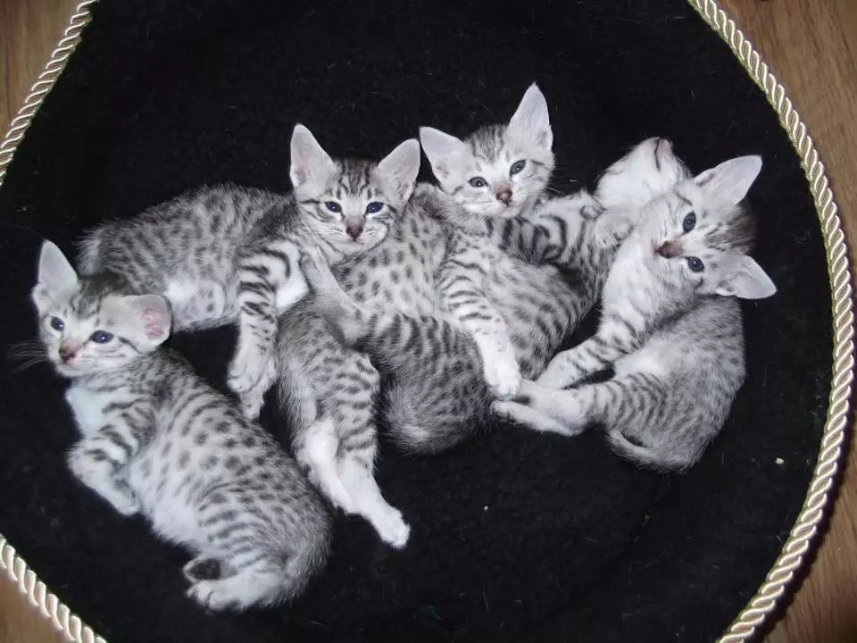 Egypt Mau (87 photos): Tsananguro yeiyo breed, chimiro chechimiro chekitsi. Hunhu hwe smoky kittens uye imwe kitsi yemavara 13166_72