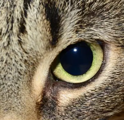 ეგვიპტური Mau (87 ფოტო): აღწერა ჯიშის, თვისებები ბუნება კატა. მახასიათებლები Smoky Kittens და სხვა ფერი კატა 13166_73
