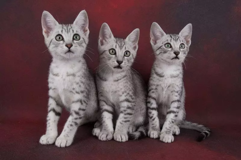 ეგვიპტური Mau (87 ფოტო): აღწერა ჯიშის, თვისებები ბუნება კატა. მახასიათებლები Smoky Kittens და სხვა ფერი კატა 13166_74