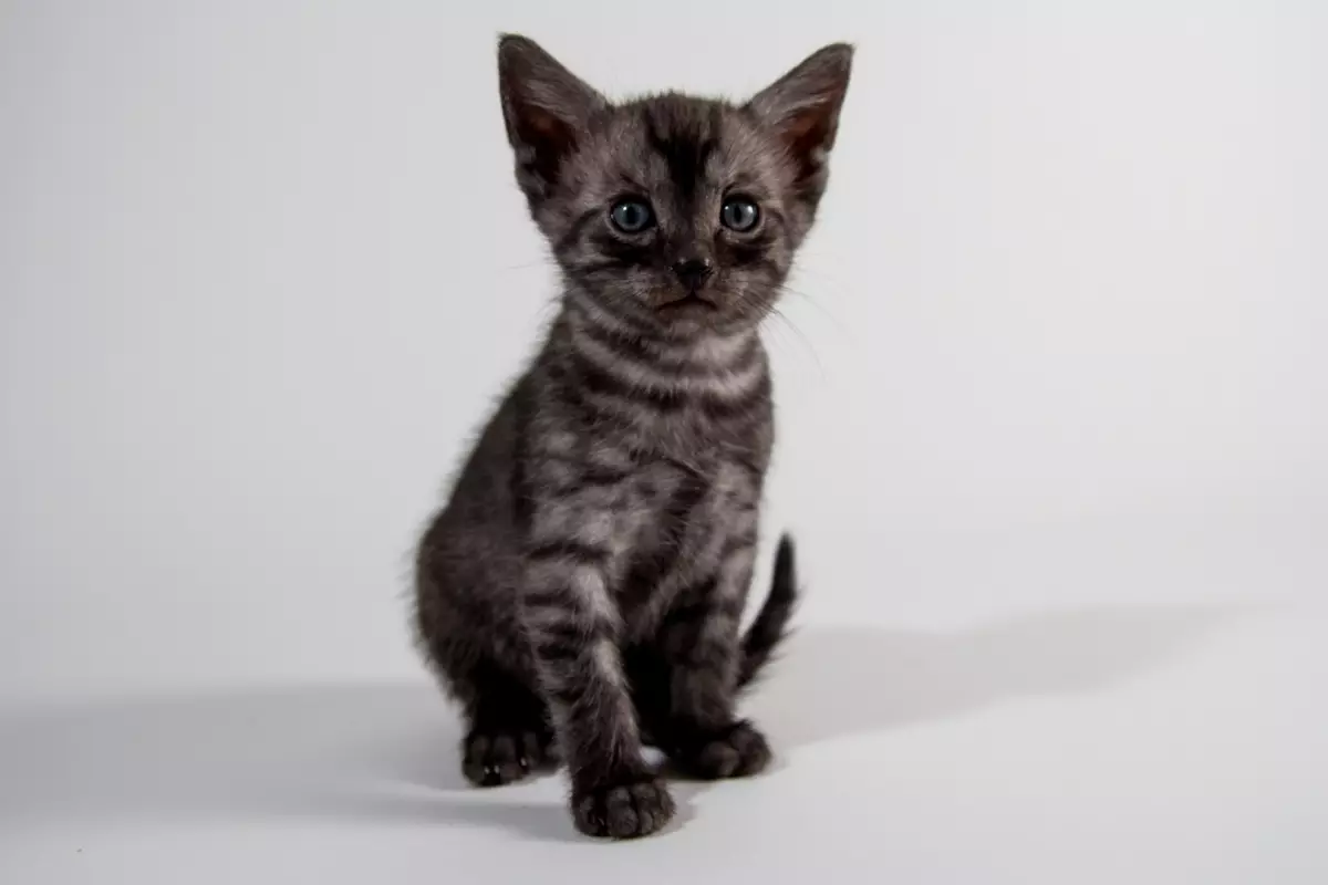 ეგვიპტური Mau (87 ფოტო): აღწერა ჯიშის, თვისებები ბუნება კატა. მახასიათებლები Smoky Kittens და სხვა ფერი კატა 13166_75