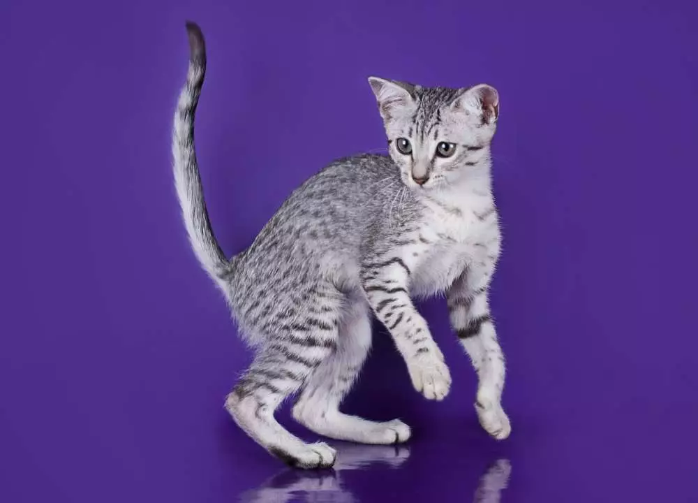 ეგვიპტური Mau (87 ფოტო): აღწერა ჯიშის, თვისებები ბუნება კატა. მახასიათებლები Smoky Kittens და სხვა ფერი კატა 13166_78