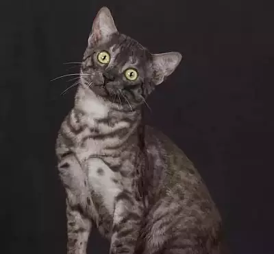 Egipatski MAU (87 fotografija): Opis pasmine, karakteristike prirode mačaka. Karakteristike dimnih mačića i drugih mačaka u boji 13166_80