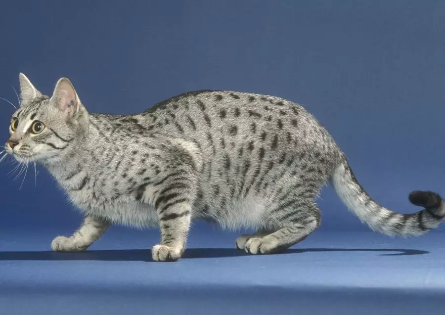 ეგვიპტური Mau (87 ფოტო): აღწერა ჯიშის, თვისებები ბუნება კატა. მახასიათებლები Smoky Kittens და სხვა ფერი კატა 13166_85