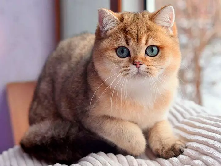 Cat Emas Chinchilla (35 foto): Fitur anak kucing saka jenis emas, bedane ing kucing saka usul Skotlandia lan Inggris, sipat karakter kewan 13167_2