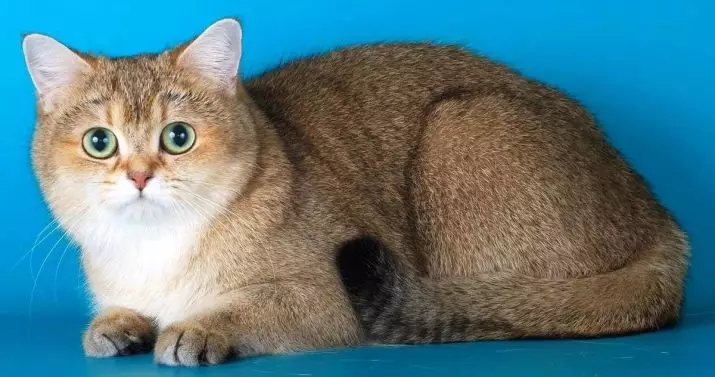 Cat Golden Chinchilla (35 nuotraukos): Aukso veislės kačiukų savybės, Škotijos ir anglų kilmės kačių skirtumai, gyvūnų charakterio bruožai 13167_4