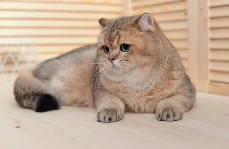 Kass Golden Chinchilla (35 fotot): Golden Tõugi kassipoegade omadused, Scotti ja inglise päritolu kasside erinevused, loomade iseloomujoonte 13167_5