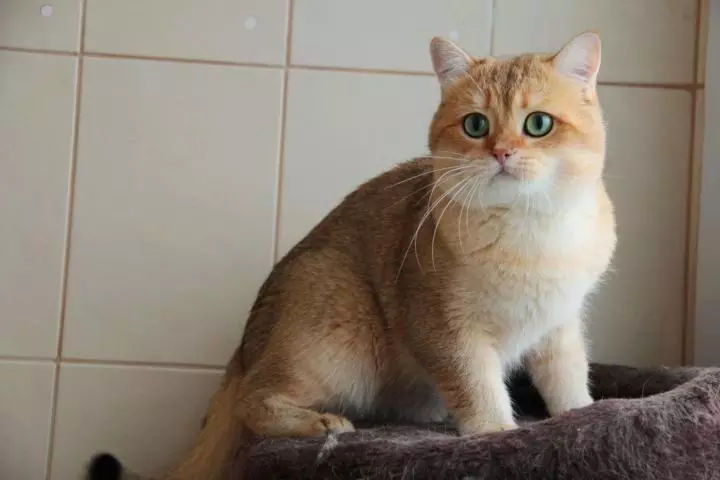 Cat Golden Chinchilla (35 ảnh): Các đặc điểm của mèo con của giống vàng, sự khác biệt về mèo có nguồn gốc từ tiếng Scotland và tiếng Anh, đặc điểm nhân vật động vật 13167_6