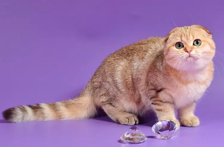 Cat Golden Chinchilla (35 şəkil): qızıl cins kittens xüsusiyyətləri, Şotlandiya və ingilis mənşəli pişik fərqlər, heyvan xarakter əlamətlərin 13167_7