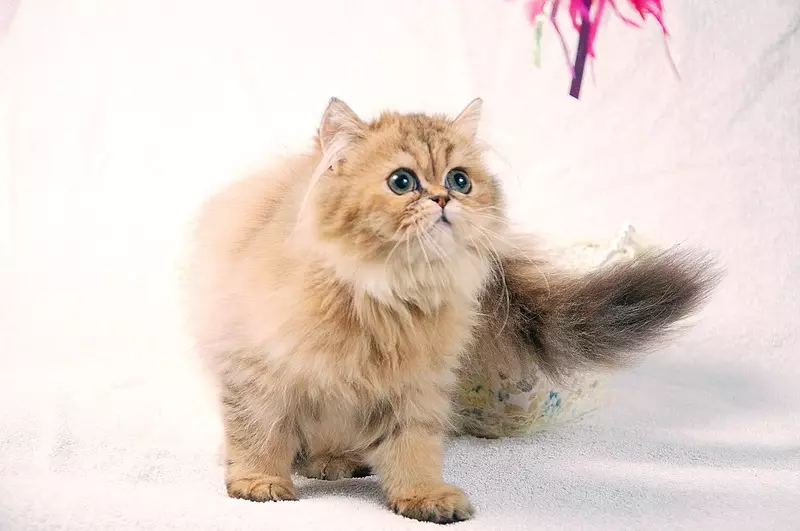 Cat Golden Chinchilla (35 ảnh): Các đặc điểm của mèo con của giống vàng, sự khác biệt về mèo có nguồn gốc từ tiếng Scotland và tiếng Anh, đặc điểm nhân vật động vật 13167_9