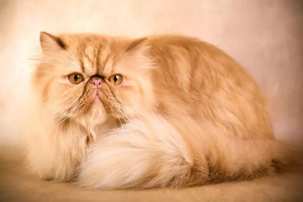 फारसी मांजर (99 फोटो): मांजरी काय आहे आणि त्याचे चरित्र कशासारखे दिसते? मांजरीचे अन्न, काळा, ग्रे आणि ब्लू फारसी मांजरीचे वर्णन 13171_11