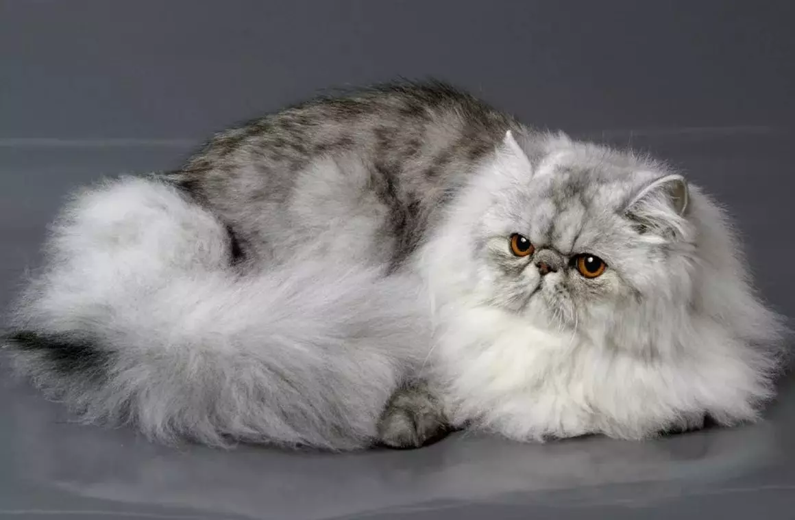 फारसी मांजर (99 फोटो): मांजरी काय आहे आणि त्याचे चरित्र कशासारखे दिसते? मांजरीचे अन्न, काळा, ग्रे आणि ब्लू फारसी मांजरीचे वर्णन 13171_14
