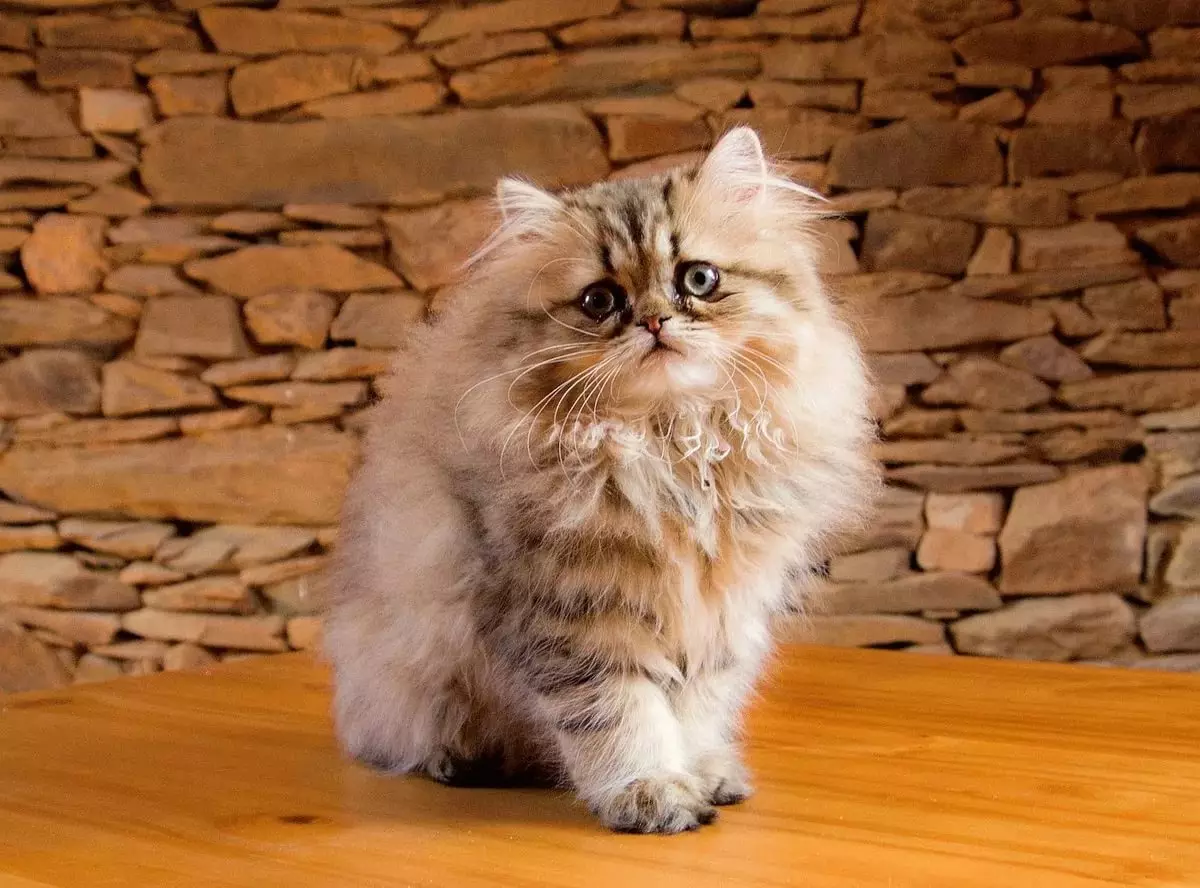 Persisk kat (99 billeder): Hvad ser katten og det, hans karakter ser ud? Mad til killinger, beskrivelse af sorte, grå og blå persiske katte 13171_16