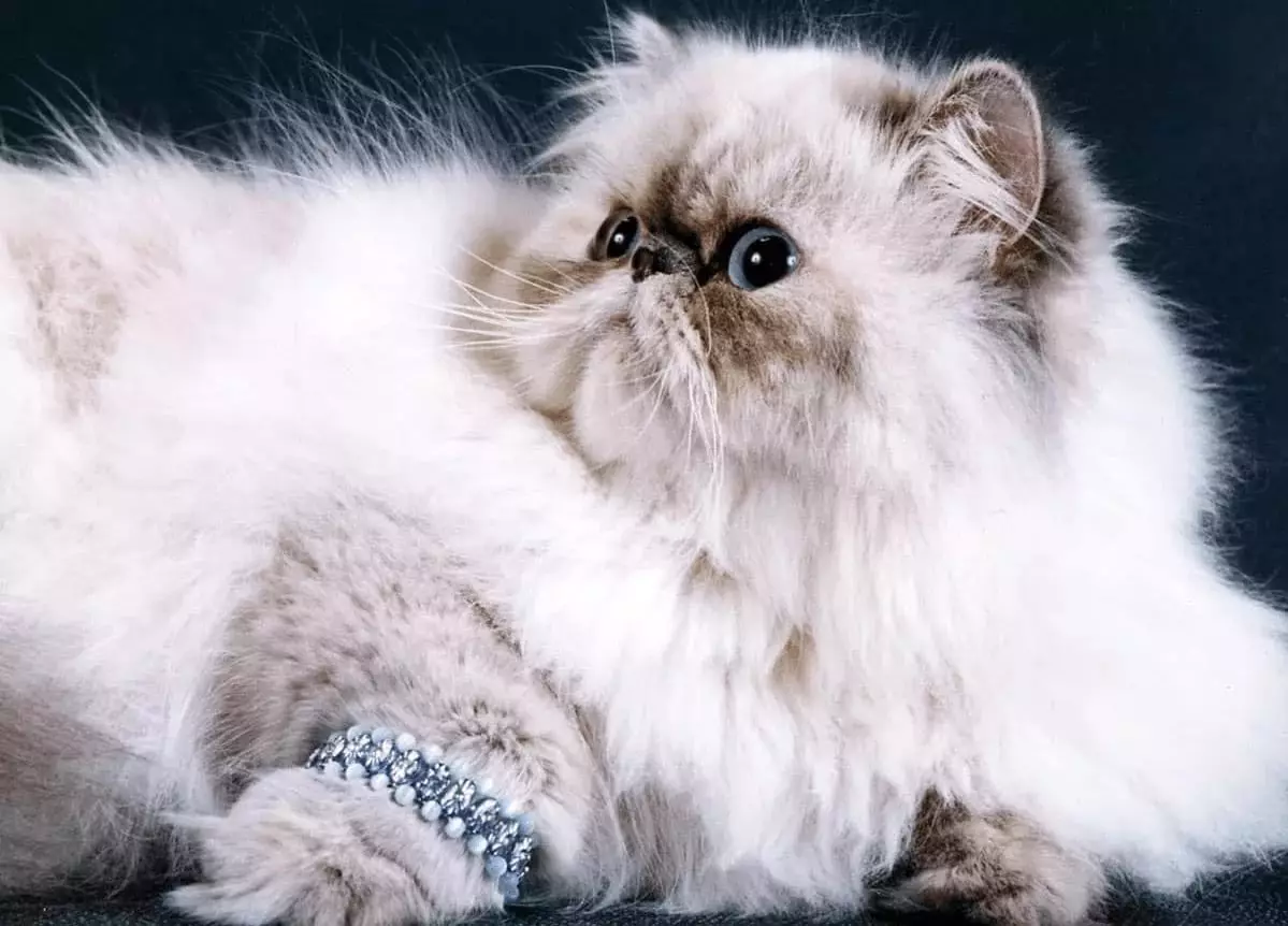 Perzsa macska (99 fotó): Mit jelent a macska fajta és mi a karaktere néz ki? Élelmiszer kiscicákhoz, fekete, szürke és kék perzsa macskák leírása 13171_2