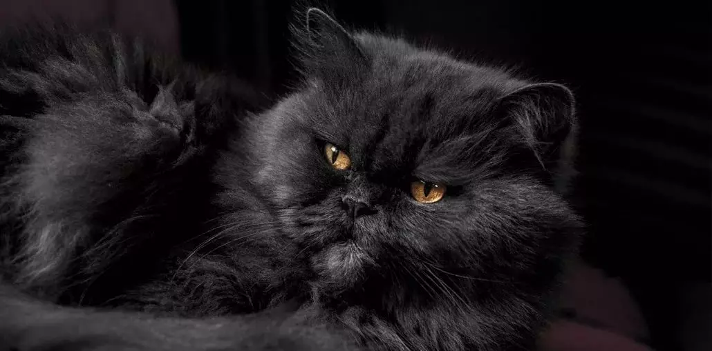 Perzsa macska (99 fotó): Mit jelent a macska fajta és mi a karaktere néz ki? Élelmiszer kiscicákhoz, fekete, szürke és kék perzsa macskák leírása 13171_20