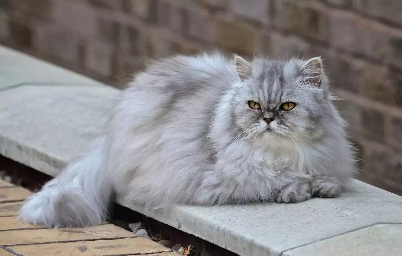 Persiešu kaķis (99 fotogrāfijas): Ko izskatās kaķu šķirne un kāda ir viņa raksturs? Pārtika kaķēniem, melno, pelēko un zilo persiešu kaķu apraksts 13171_21