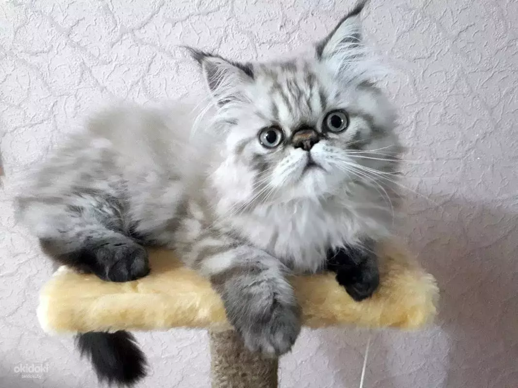Kucing Persia (99 Foto): Apa jenis kucing lan apa karaktere? Pangan kanggo kucing, katrangan babar blas, abu-abu lan biru persian 13171_32