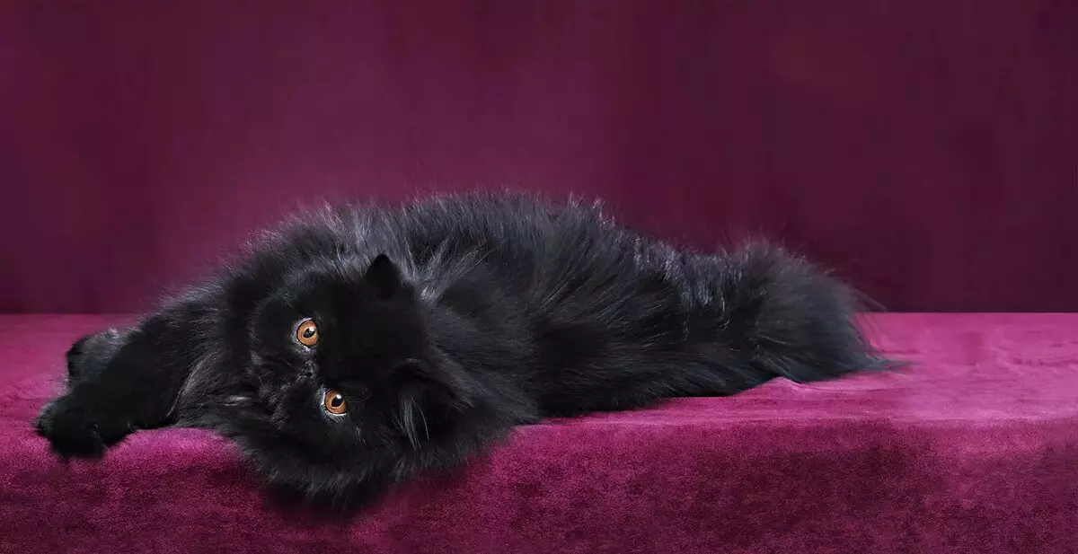 फारसी मांजर (99 फोटो): मांजरी काय आहे आणि त्याचे चरित्र कशासारखे दिसते? मांजरीचे अन्न, काळा, ग्रे आणि ब्लू फारसी मांजरीचे वर्णन 13171_39