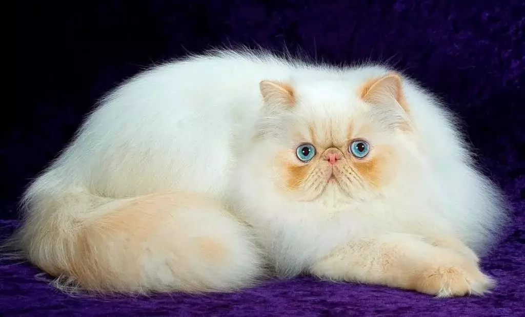 波斯猫（99张照片）：猫品种是什么样的，他的角色是什么样的？小猫的食物，黑色，灰色和蓝色波斯猫的描述 13171_4